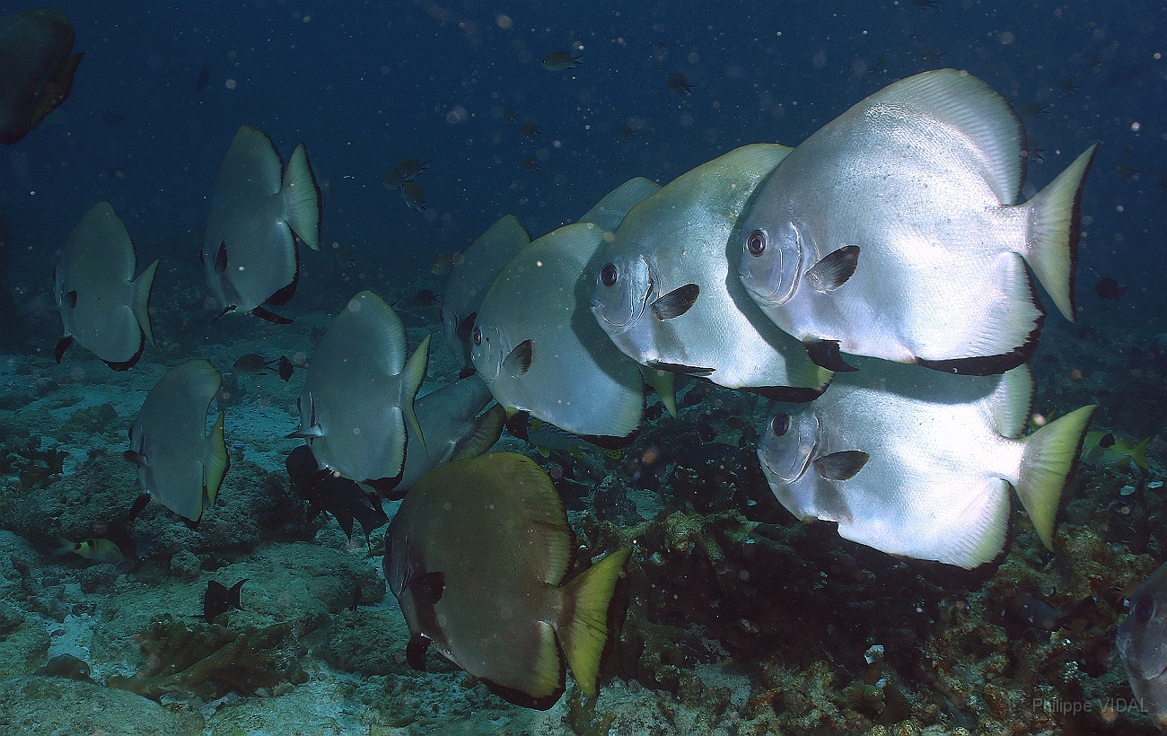 Raja Ampat 2016 - Platax Boersii - Golden Spadefish - Platax dore - IMG_5659_rc.jpg